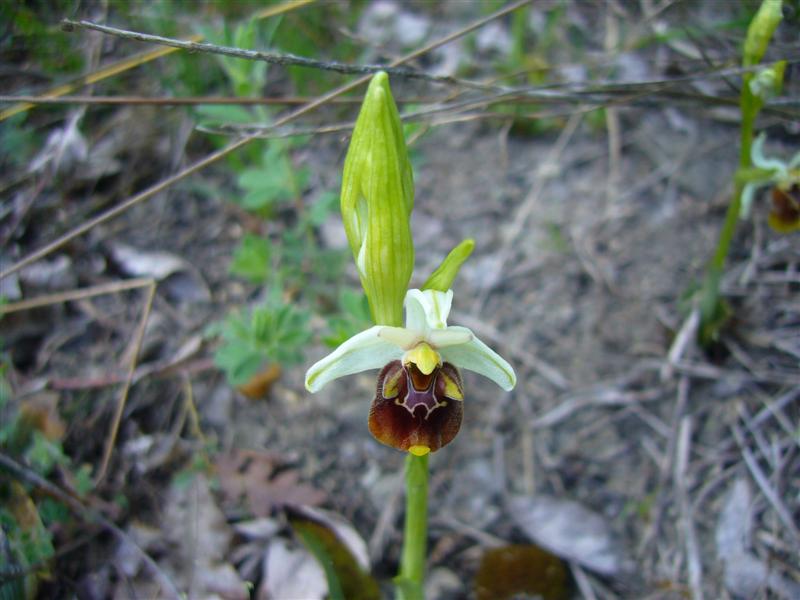 Ophrys?